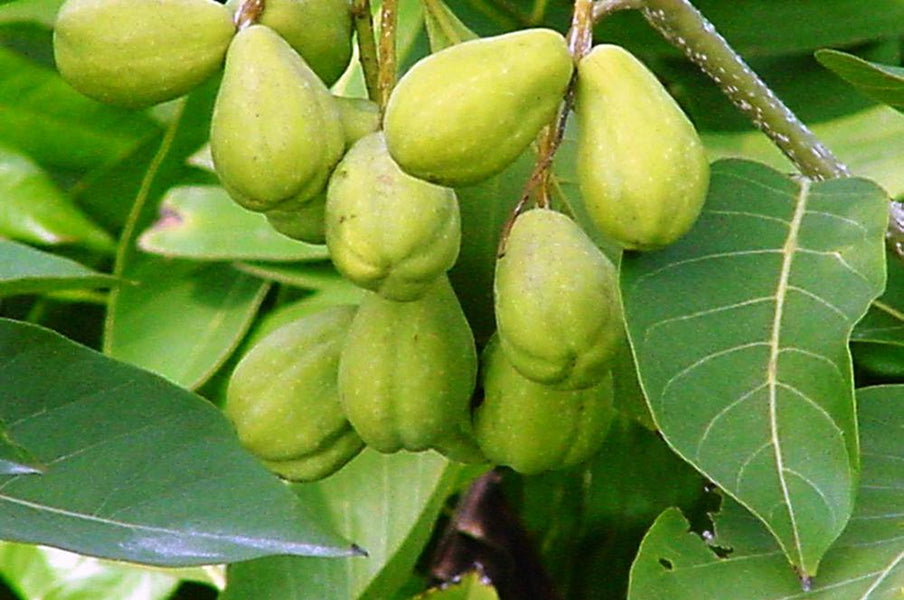 Terminalia Chebula: The "Fruit" part of our formula