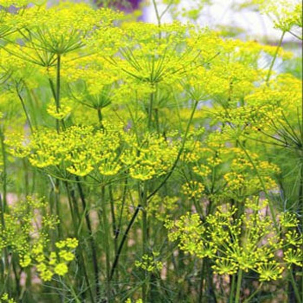 Fennel: The "Seed" part of our formula