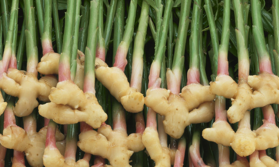 Ginger: The "Root" part of our formula
