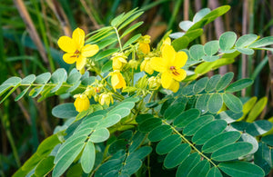 senna leaf, digestive, laxative, anti-inflammatory 